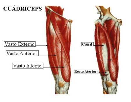 Musculo cuadriceps femoral