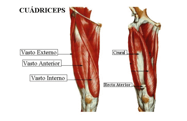Musculo cuadriceps femoral