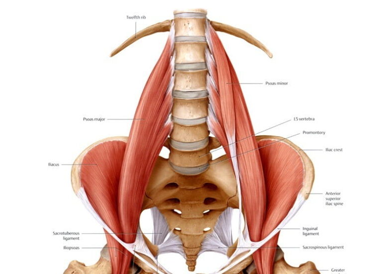 Músculo Iliopsoas Anatomia Función Inervaciónclínica 4007