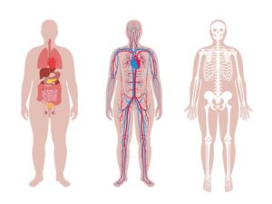 Anatomía humana el cuerpo humano y sus partes imagenes