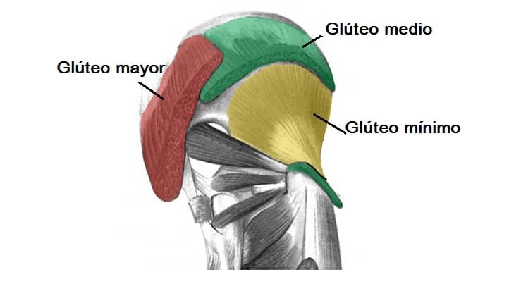 Músculo Glúteo Mínimo Origen Inserción Inervación Irrigación Acción 6561