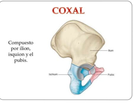 Hueso ilíaco hueso ilíaco