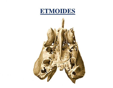 Hueso etmoides hueso etmoides