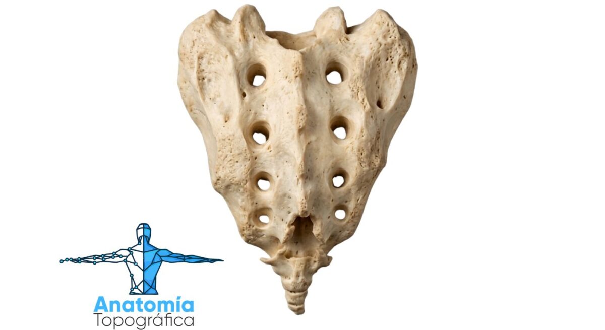 Hueso sacro: base, ápice y articulaciones con L5, ilion y cóccix