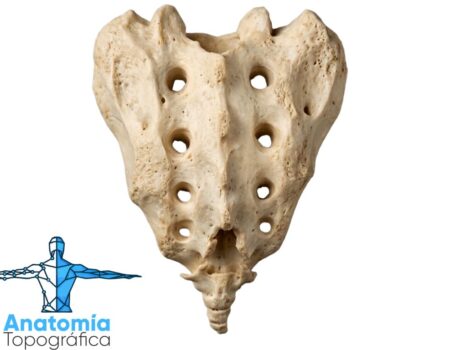 Hueso sacro: base, ápice y articulaciones con L5, ilion y cóccix