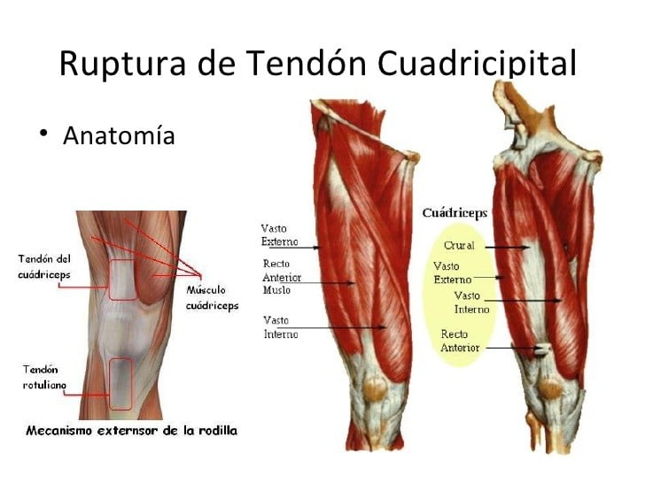 Músculo cuádriceps femoral (origen, inserción, acción)