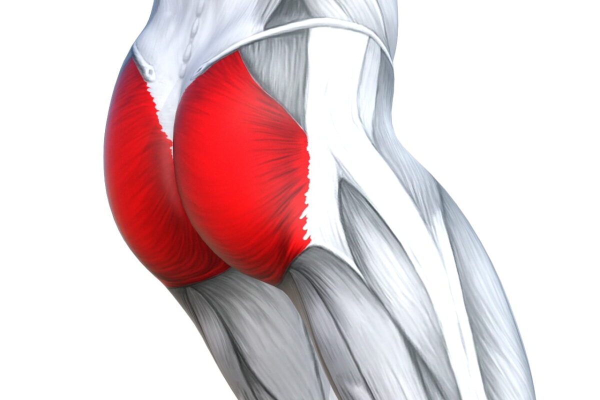 Musculos Do Gluteo Anatomia