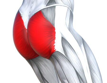 Músculos de la región glútea músculo glúteo mayor