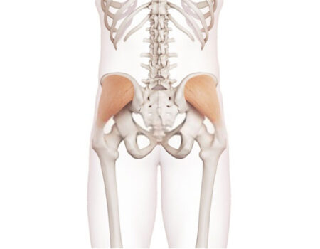 Músculos de la región glútea músculo glúteo medio