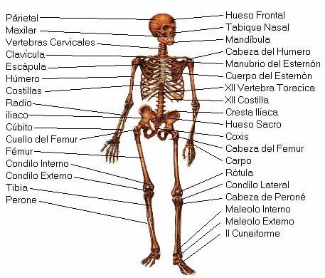 sistema esqueletico