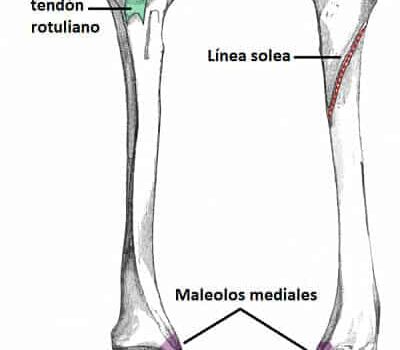 tibia