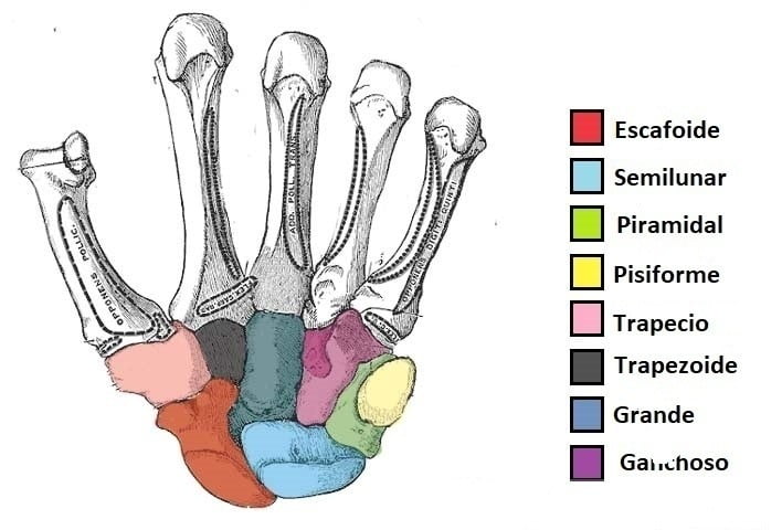 Huesos Carpianos O Huesos Del Carpo Anatomía Topográfica | Free Hot ...