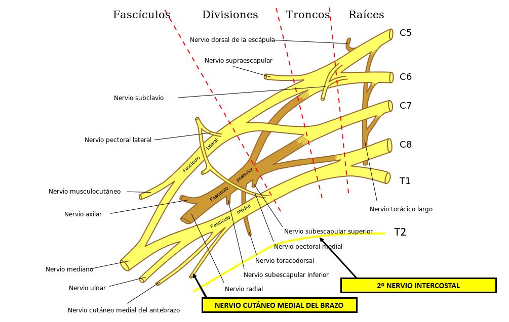 Nervio cutáneo medial del brazo Nervio cutáneo medial del brazo