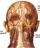 Nervio occipital menor