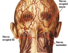 Nervio occipital menor