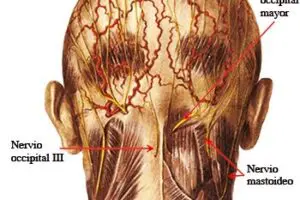 Nervio occipital menor