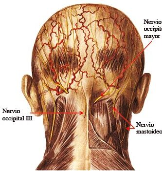 Nervio occipital menor