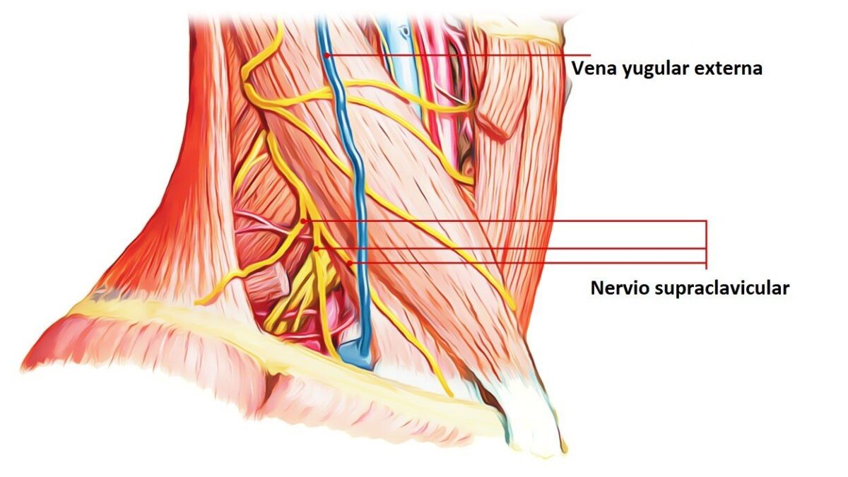 Nervios supraclaviculares nervios supraclaviculares