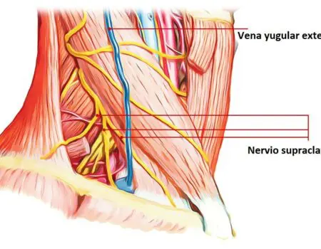 nervios supraclaviculares