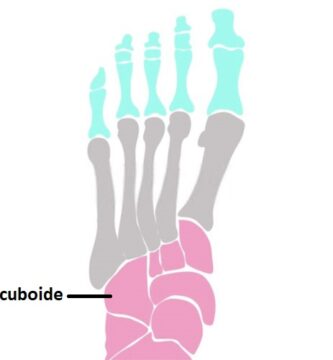 cuboides