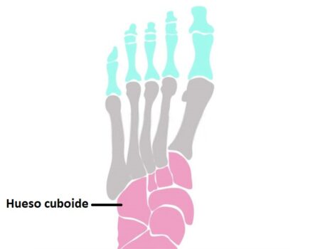 Hueso cuboides cuboides