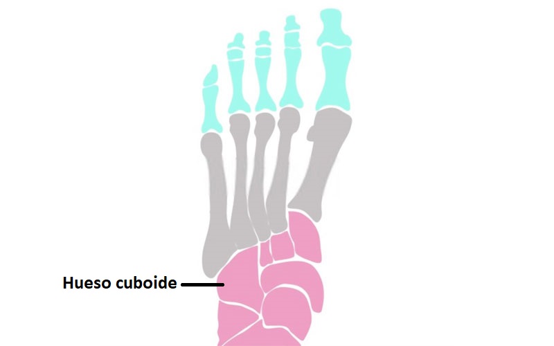 Hueso cuboides (definición, función, fractura, vascularisación, inervación)