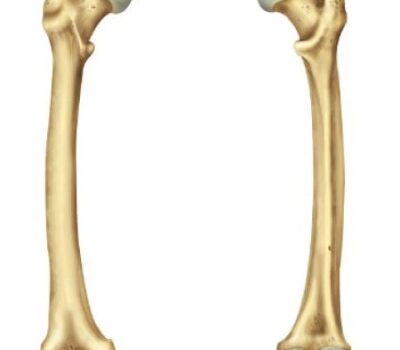 Fémur fémur