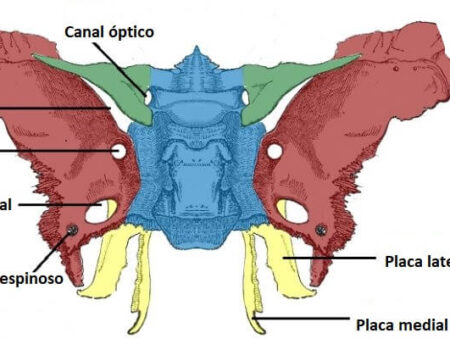 Huesos de la cabeza hueso esfenoides