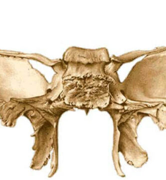 hueso esfenoides
