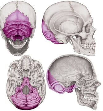 hueso occipital