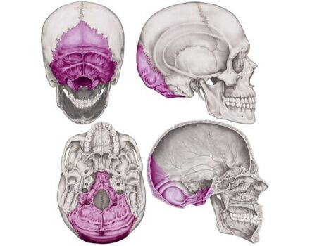 Huesos de la cabeza hueso occipital