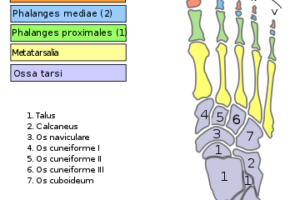 huesos cuneiformes