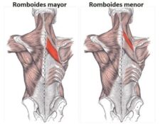 músculos romboides