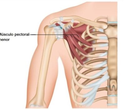 Pectoral menor Pectoral menor