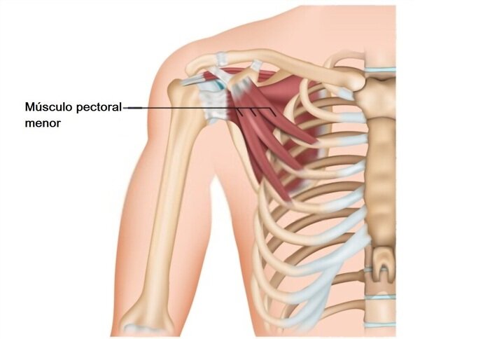 Pectoral menor Pectoral menor