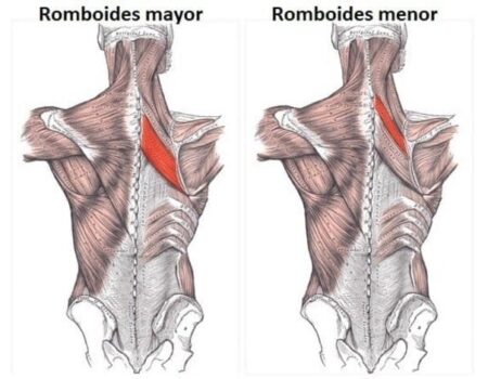 Músculos romboides músculos romboides