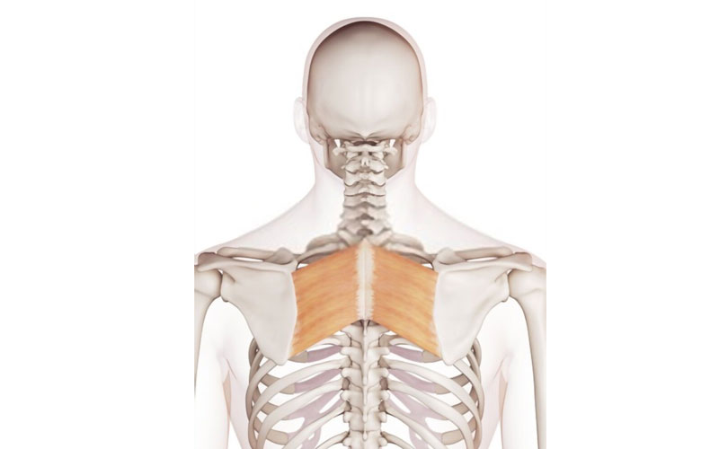 Músculos romboides mayor y menor (origen, inervación)
