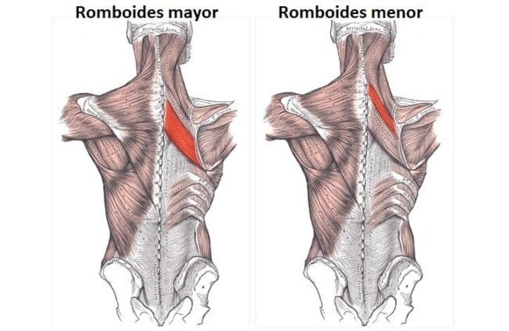 Músculos romboides músculos romboides