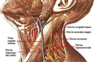 Nervio auricular mayor