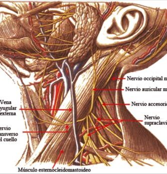 Nervio auricular mayor