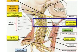 nervio cervical transverso