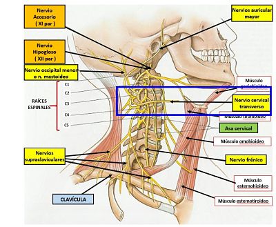 Nervio cervical transverso nervio cervical transverso