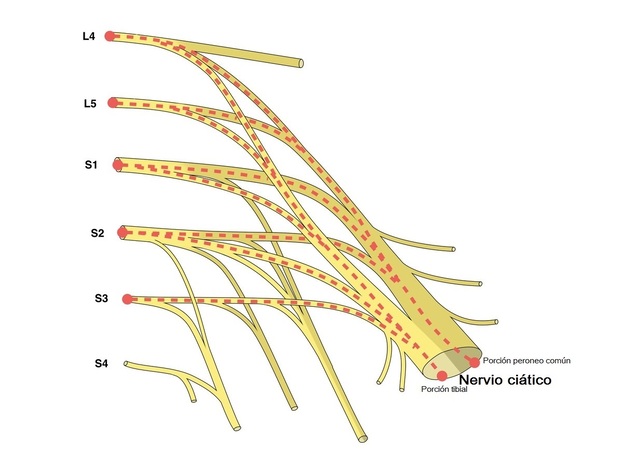 Recorrido Del Nervio Ciatico 2722