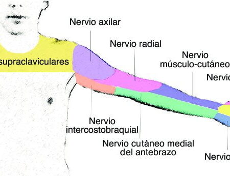 nervio cutáneo medial del antebrazo