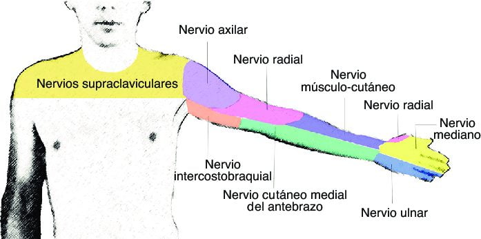 Nervio cutáneo medial del antebrazo nervio cutáneo medial del antebrazo