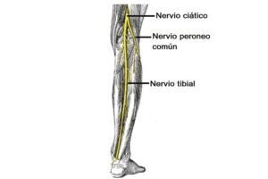nervio tibial