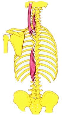 vértebras torácicas