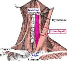 origen e inserción del músculo esternohioideo