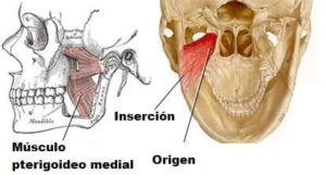 Músculo pterigoideo medial (anatomía, función, importancia)