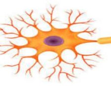 neurona anaxonica